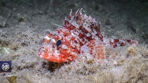 Petite rascasse rouge / Scorpina