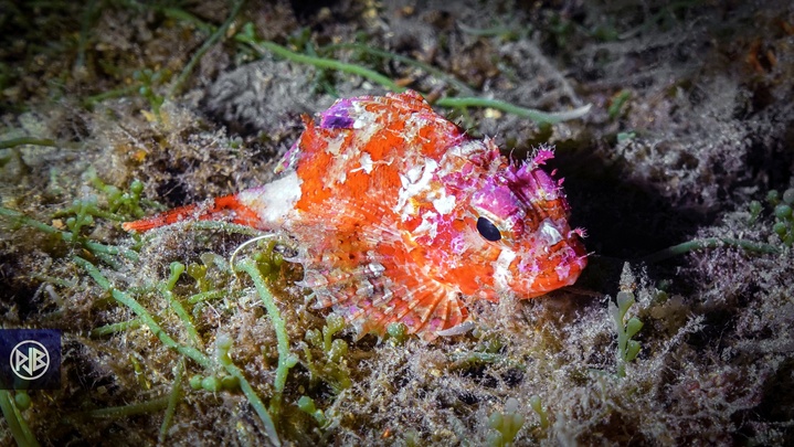 Petite rascasse rouge / Scorpina