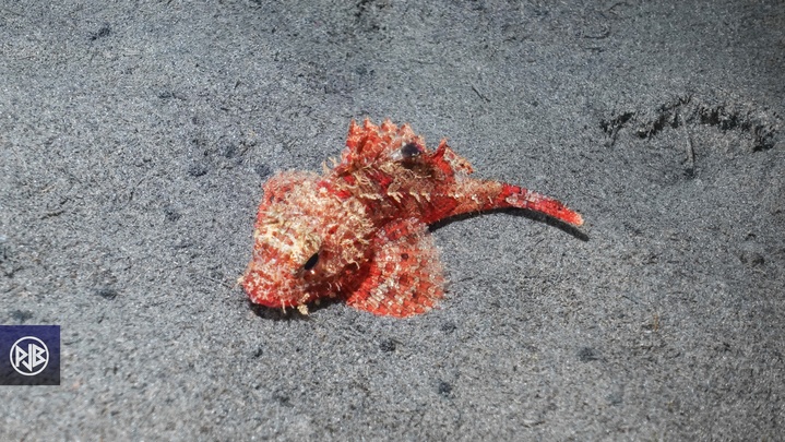 Petite rascasse rouge / Scorpina