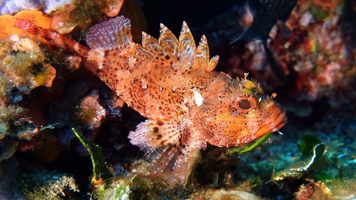 Petite rascasse rouge / Scorpina