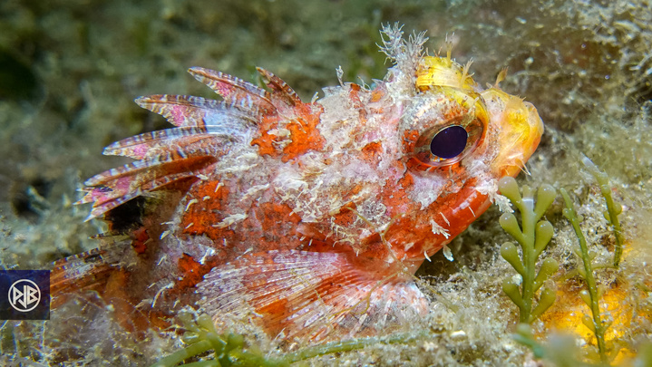 Petite rascasse rouge / Scorpina