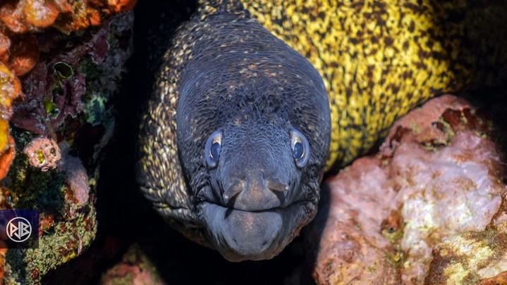 Murène commune / Murena Murène commune / Murena