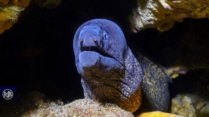 Murène commune / Murena Murène commune / Murena