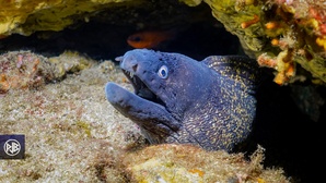 Murène commune / Murena Murène commune / Murena