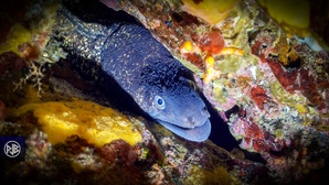 Murène commune / Murena Murène commune / Murena