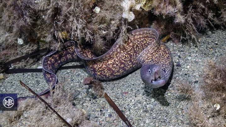 Murène commune / Murena Murène commune / Murena