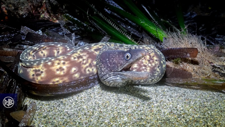 Murène commune / Murena Murène commune / Murena