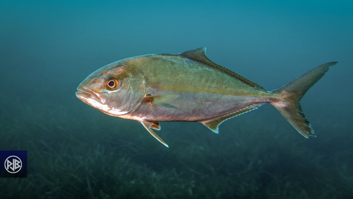 Sériole couronnée / Ciriola Sériole couronnée / Ciriola