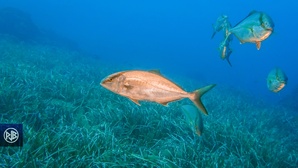 Sériole couronnée / Ciriola Sériole couronnée / Ciriola