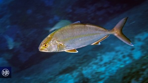 Sériole couronnée / Ciriola Sériole couronnée / Ciriola