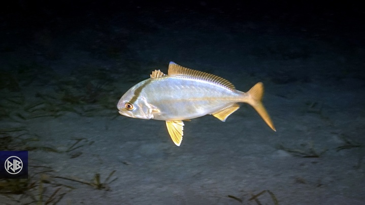 Sériole couronnée / Ciriola Sériole couronnée / Ciriola