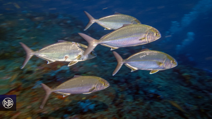 Sériole couronnée / Ciriola Sériole couronnée / Ciriola