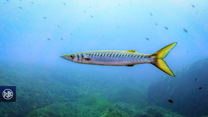 Barracuda / Alluzu di mare Barracuda / Alluzu di mare