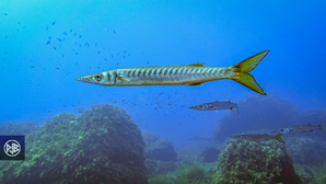 Barracuda / Alluzu di mare