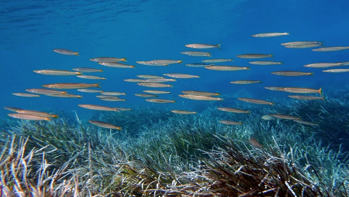 Barracuda / Alluzu di mare