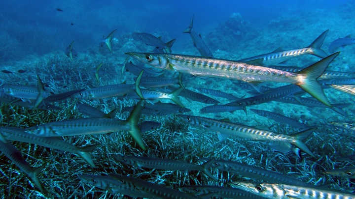 Barracuda / Alluzu di mare