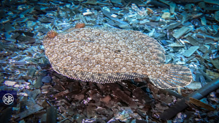 Rombou / Rombucciu Rombou / Rombucciu