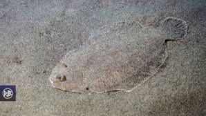 Rombou / Rombucciu Rombou / Rombucciu