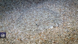 Rombou / Rombucciu Rombou / Rombucciu