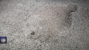 Rombou / Rombucciu Rombou / Rombucciu