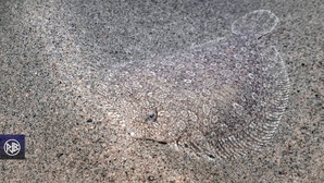 Rombou / Rombucciu Rombou / Rombucciu