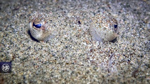 Rombou / Rombucciu Rombou / Rombucciu