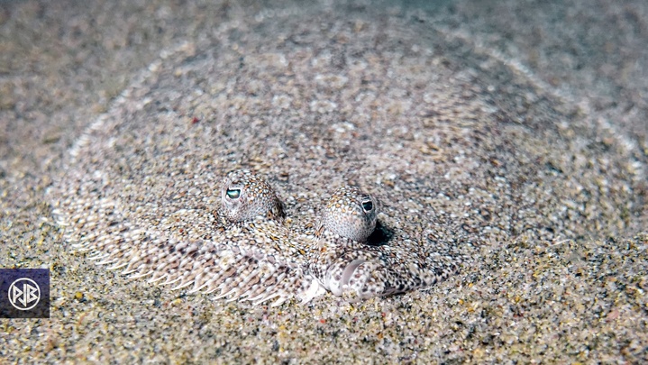 Rombou / Rombucciu Rombou / Rombucciu