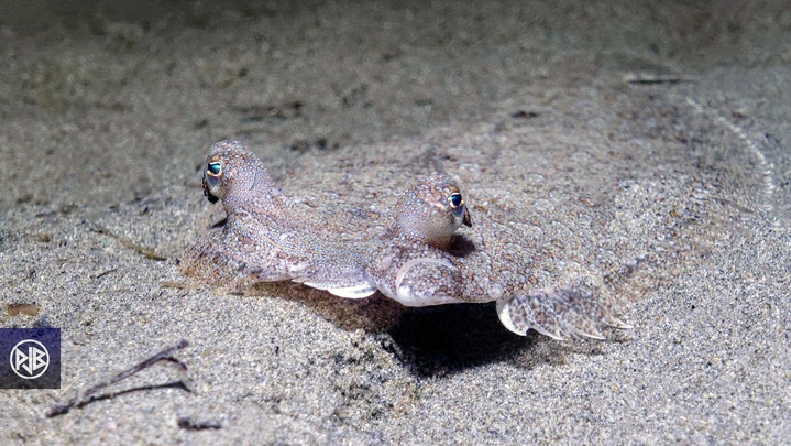 Rombou / Rombucciu Rombou / Rombucciu