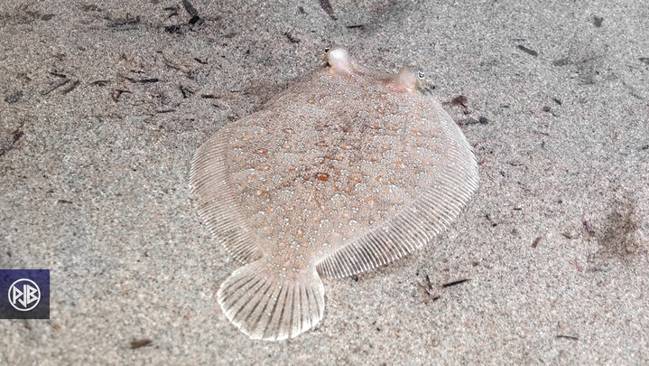 Rombou / Rombucciu Rombou / Rombucciu