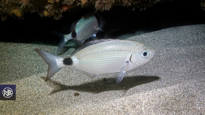 Oblade / Uchjata Oblade / Uchjata