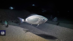 Oblade / Uchjata Oblade / Uchjata