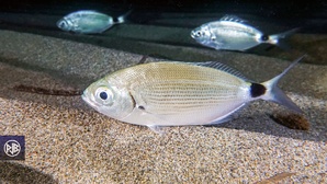 Oblade / Uchjata Oblade / Uchjata