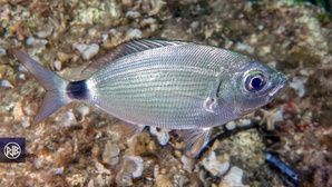 Oblade / Uchjata Oblade / Uchjata