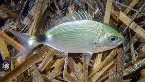 Oblade / Uchjata Oblade / Uchjata