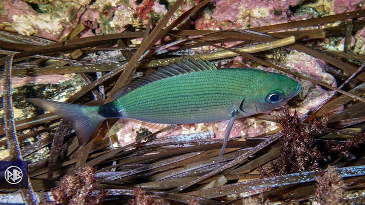 Oblade / Uchjata Oblade / Uchjata