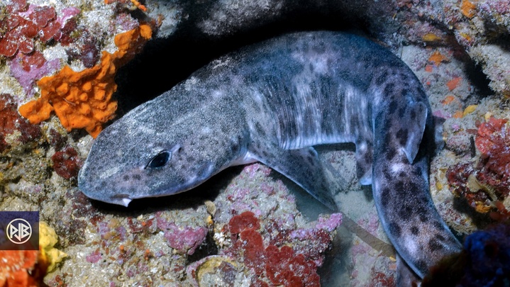 Grande roussette / Gattuzone Grande roussette / Gattuzone