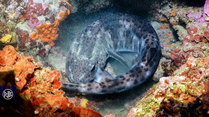 Grande roussette / Gattuzone Grande roussette / Gattuzone