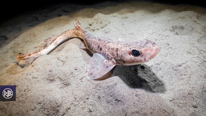 Petite roussette / Gattucciu Petite roussette / Gattucciu