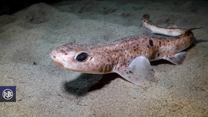 Petite roussette / Gattucciu Petite roussette / Gattucciu