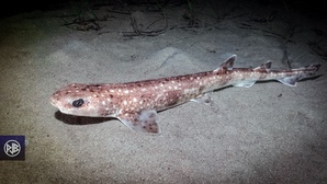 Petite roussette / Gattucciu Petite roussette / Gattucciu