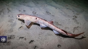 Petite roussette / Gattucciu Petite roussette / Gattucciu