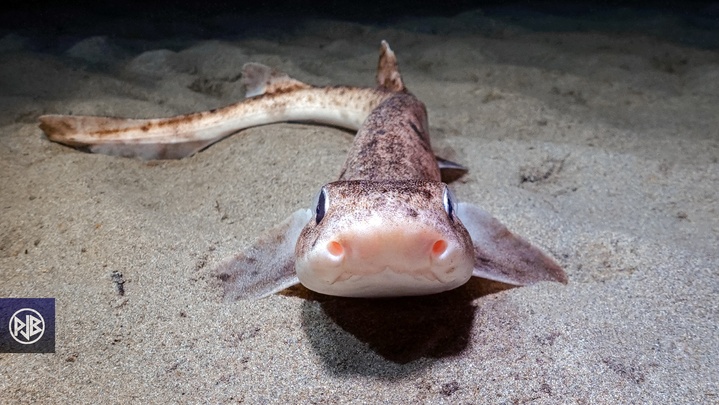 Petite roussette / Gattucciu Petite roussette / Gattucciu
