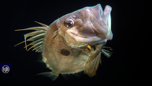 Saint Pierre / San Petru Saint Pierre / San Petru