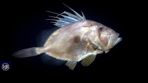 Saint Pierre / San Petru Saint Pierre / San Petru