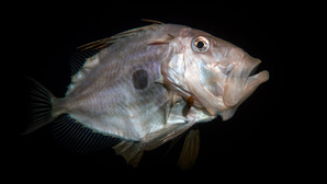 Saint Pierre / San Petru Saint Pierre / San Petru