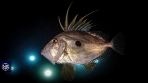 Saint Pierre / San Petru Saint Pierre / San Petru