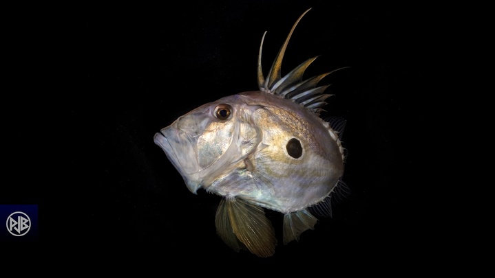 Saint Pierre / San Petru Saint Pierre / San Petru