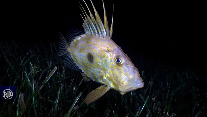 Saint Pierre / San Petru Saint Pierre / San Petru