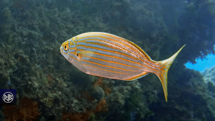 Saupe / Sarpa Saupe / Sarpa