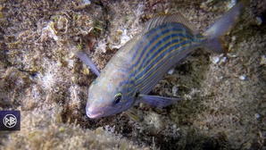 Saupe / Sarpa Saupe / Sarpa